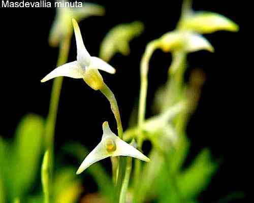 Masdevallia minuta